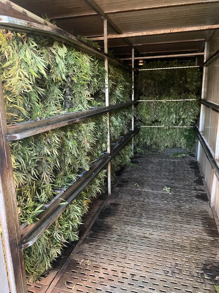 Drogen - processtap Cannapopolis