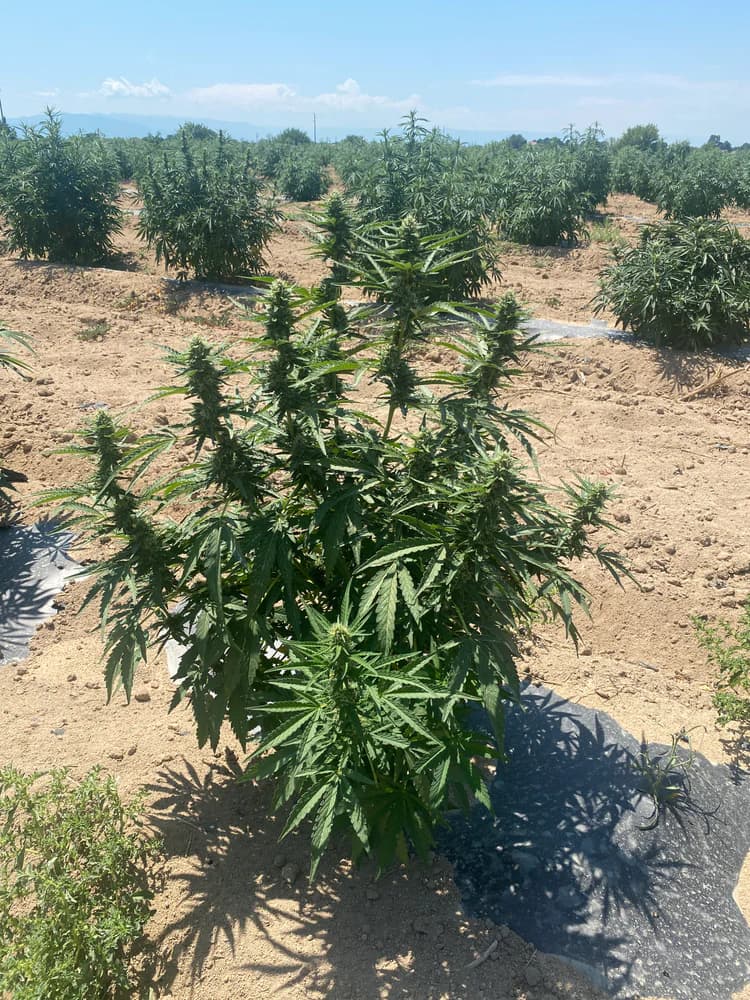 Bloei - processtap Cannapopolis