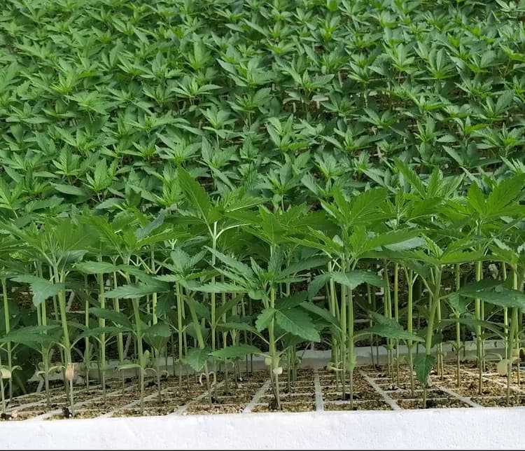 Planten - processtap Cannapopolis