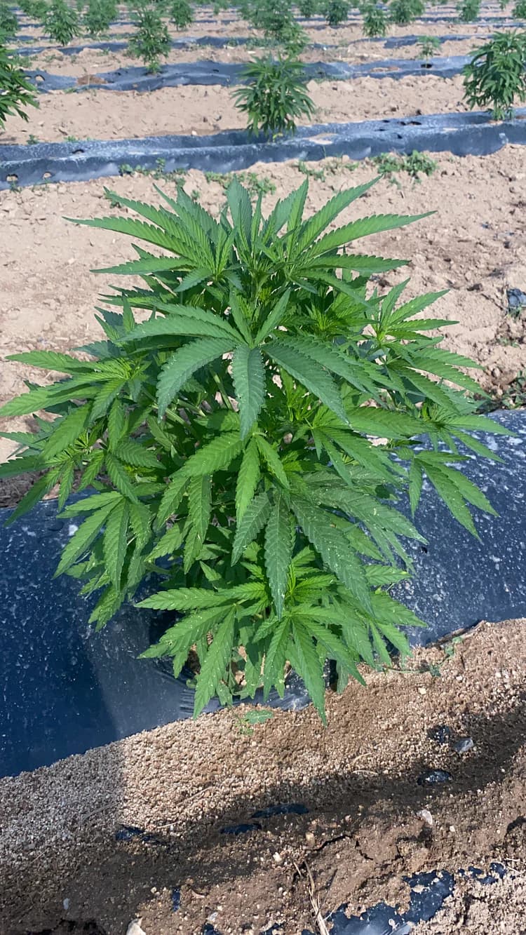 Vegetatie - processtap Cannapopolis