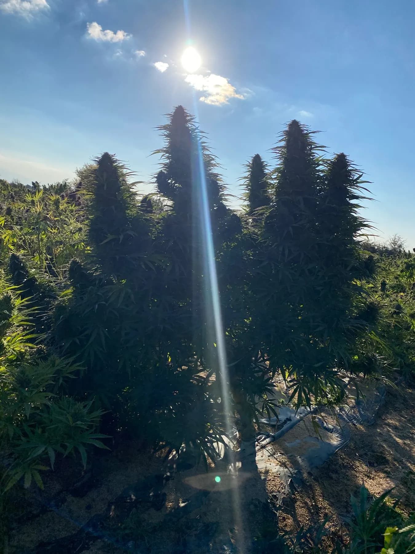 Rijpe hennepplanten in natuurlijk licht