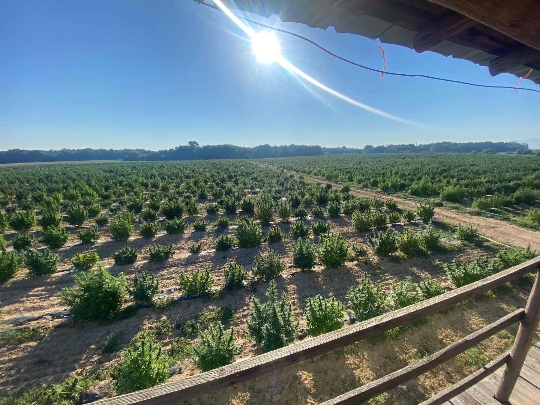 Hennepveld van Cannapopolis van bovenaf gefotografeerd