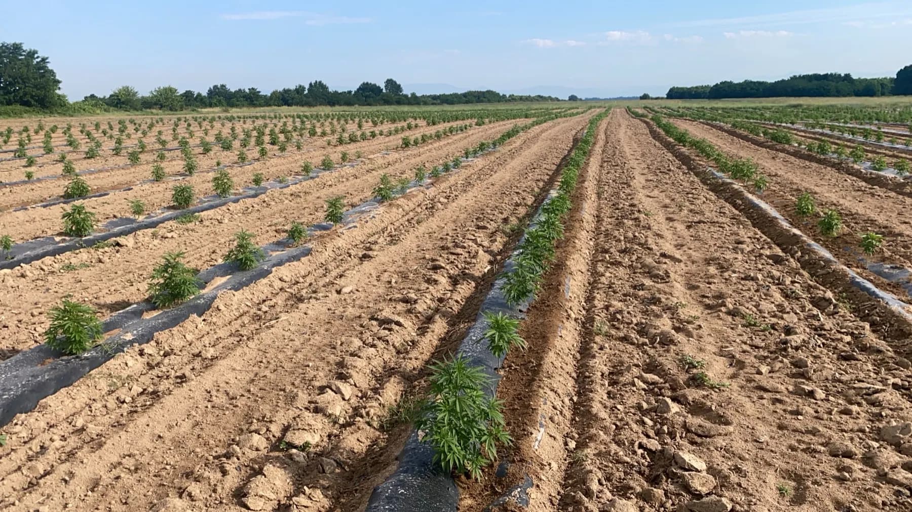 Rijen jonge hennepplanten op een veld