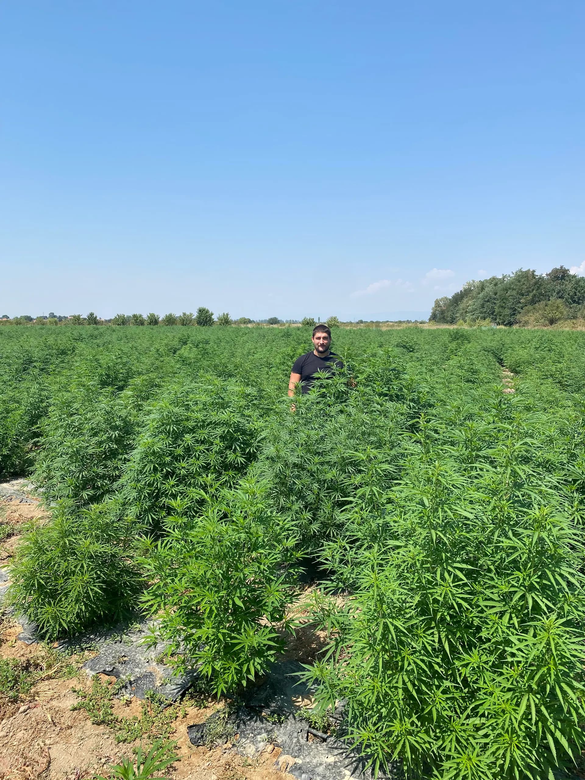 Yordan Milenov, oprichter van Cannapopolis, in een hennepveld